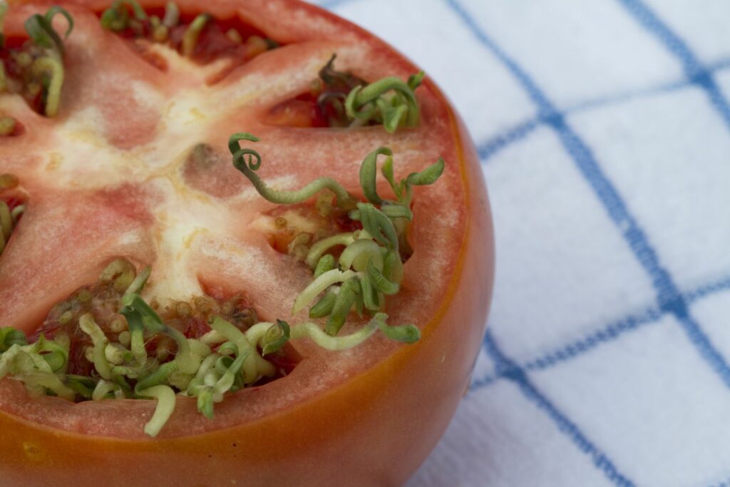 Tomatenzaden ontkiemen in de tomaat