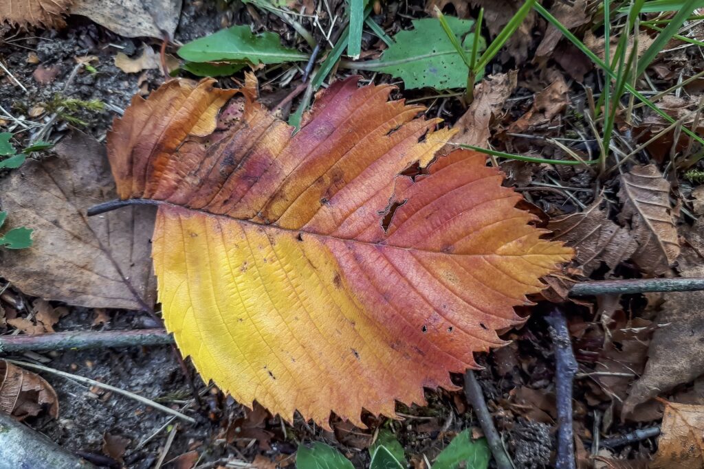 Kleurrijke bladeren in de herfst