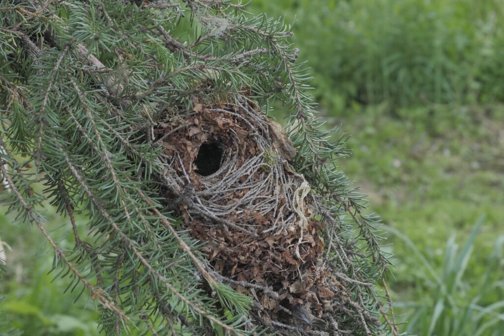 Nest van het wintergoudhaantje