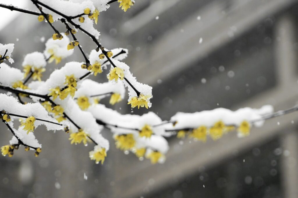 Gele bloesems in de sneeuw