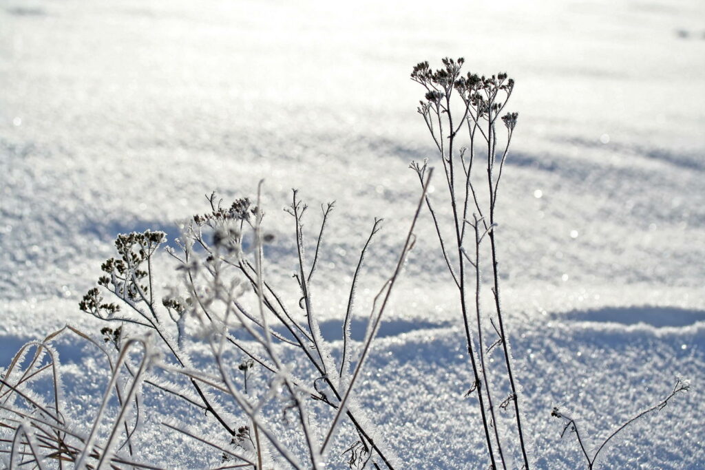 Duizendblad in een veld vol sneeuw
