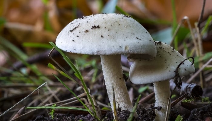 Twee witte paddenstoelen groeien in de grond tussen grasscheuten.