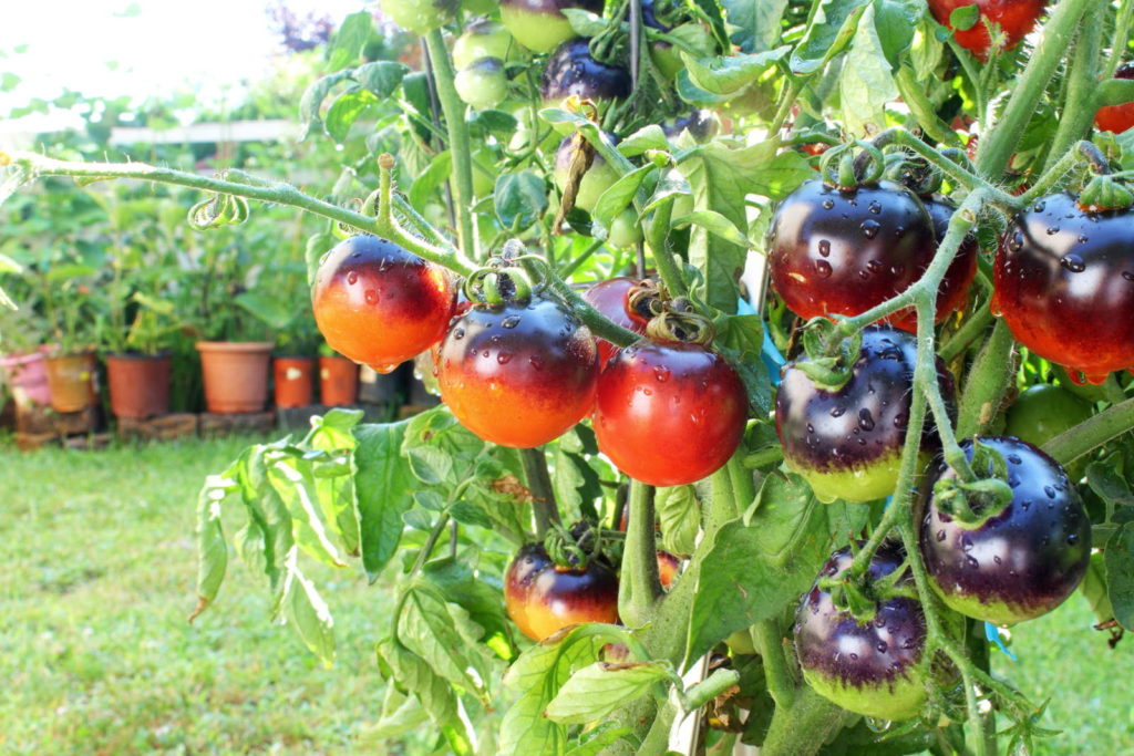 Zwarte tomaten in de tuin