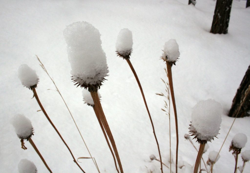 Echinacea bedekt met sneeuw