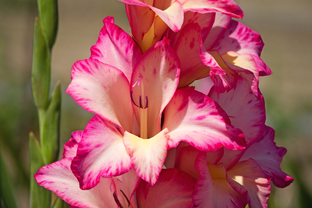 Gladiolen met roze bloemen