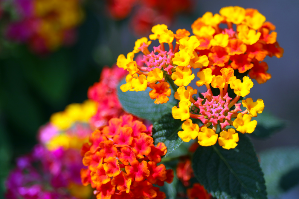Lantana met kleurrijke bloemen