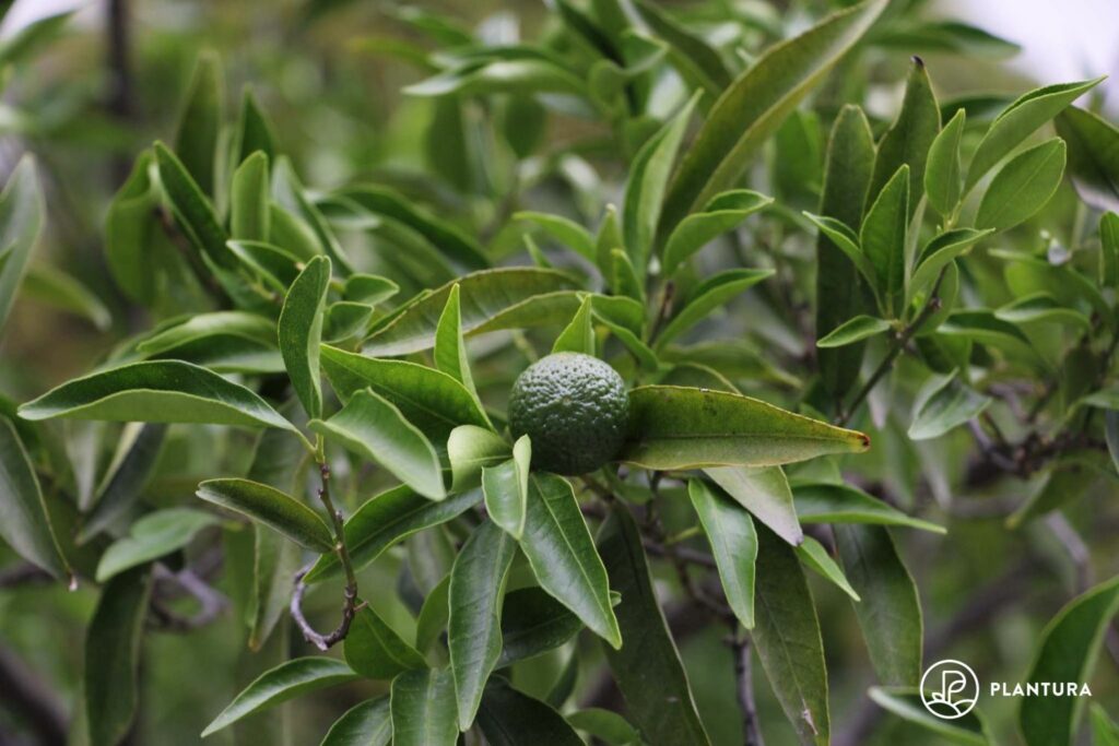 Mandarijnboom met onrijpe vruchten