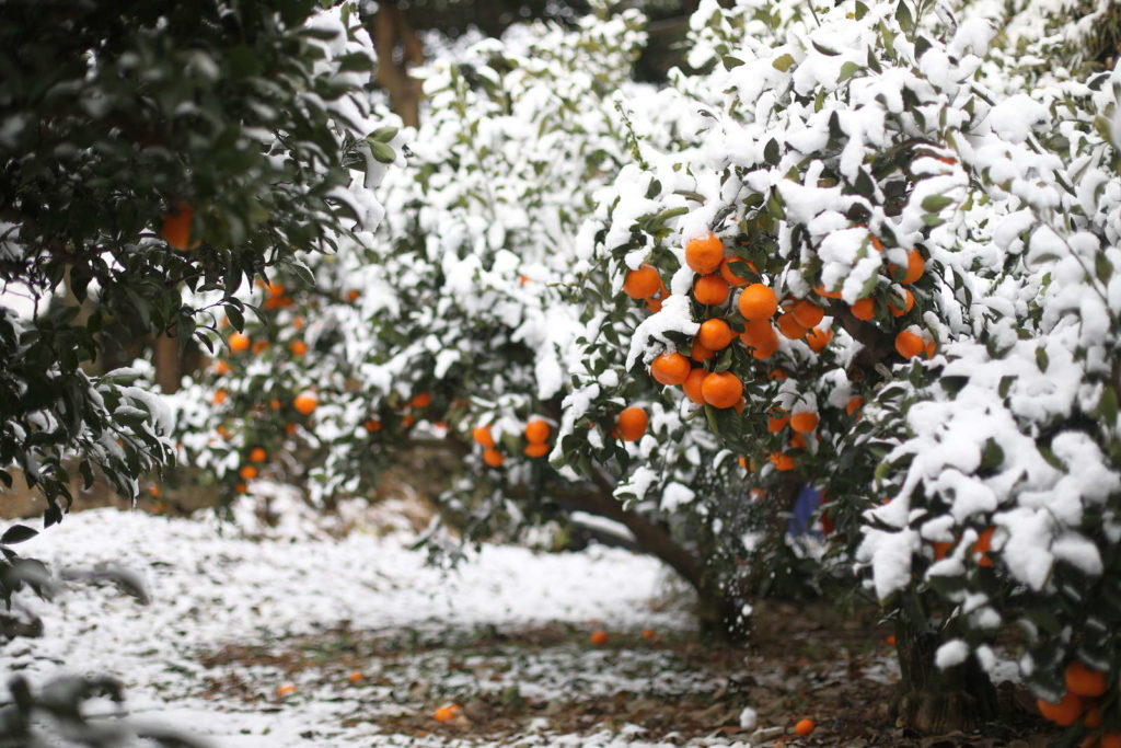 Mandarijnboom buiten in de sneeuw
