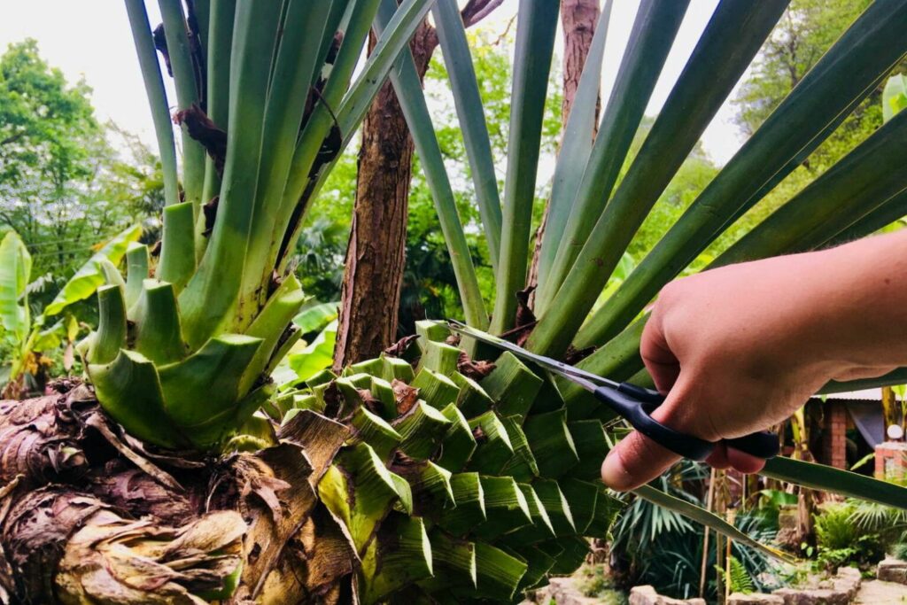 Knip Yucca Palm met schaar