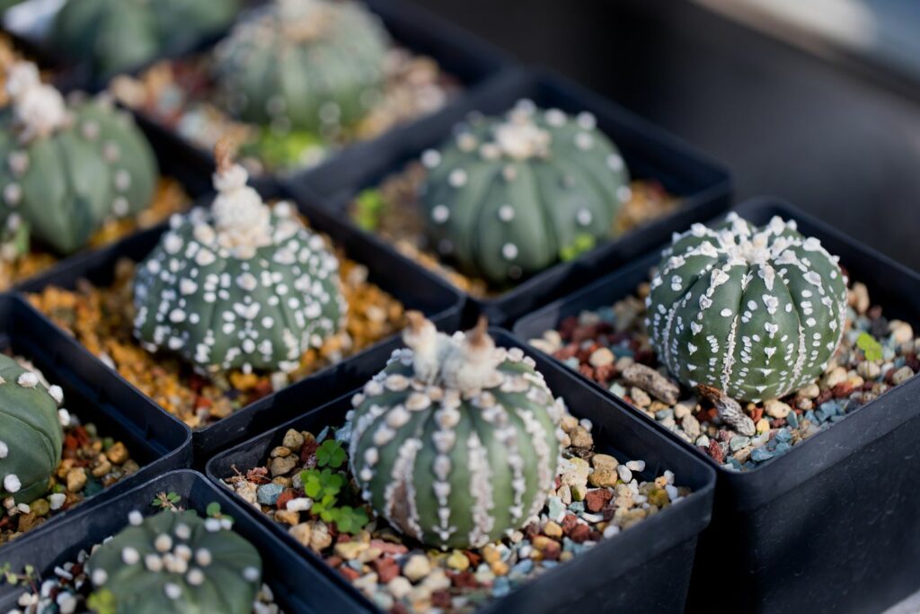 kleine cactussen in een pot