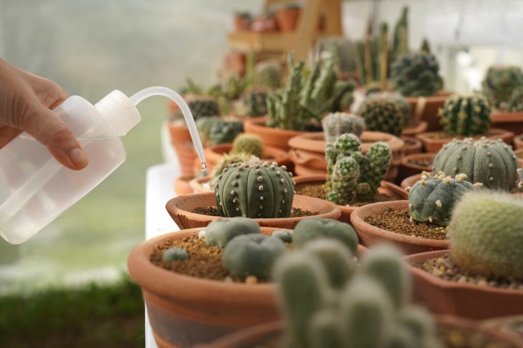 Cactussen bemesten