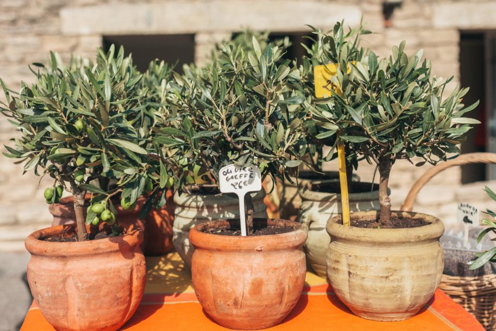 Verkoop van olijfbomen in potten