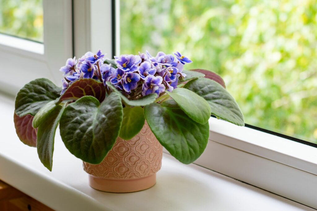 Usambara viooltjes aan het raam