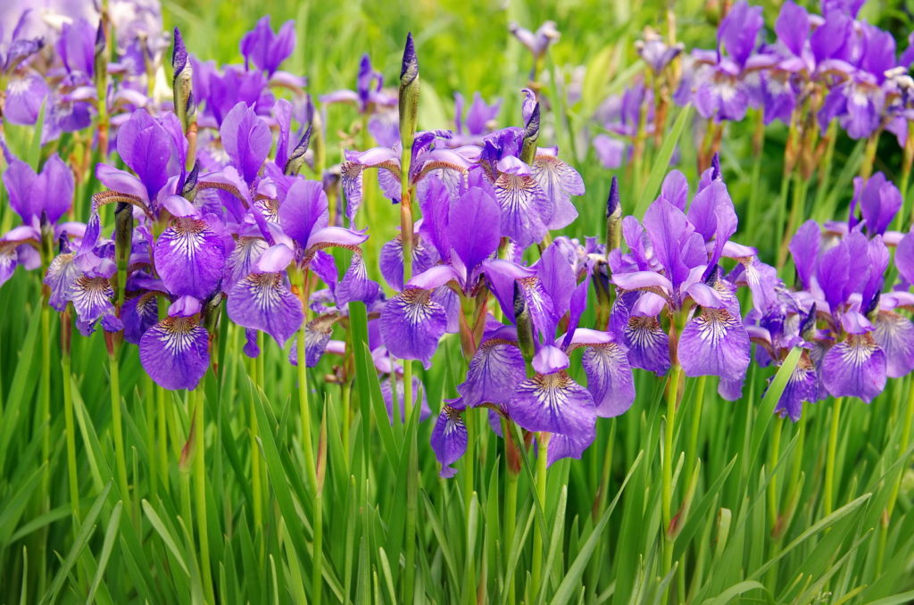 Paarse Iris