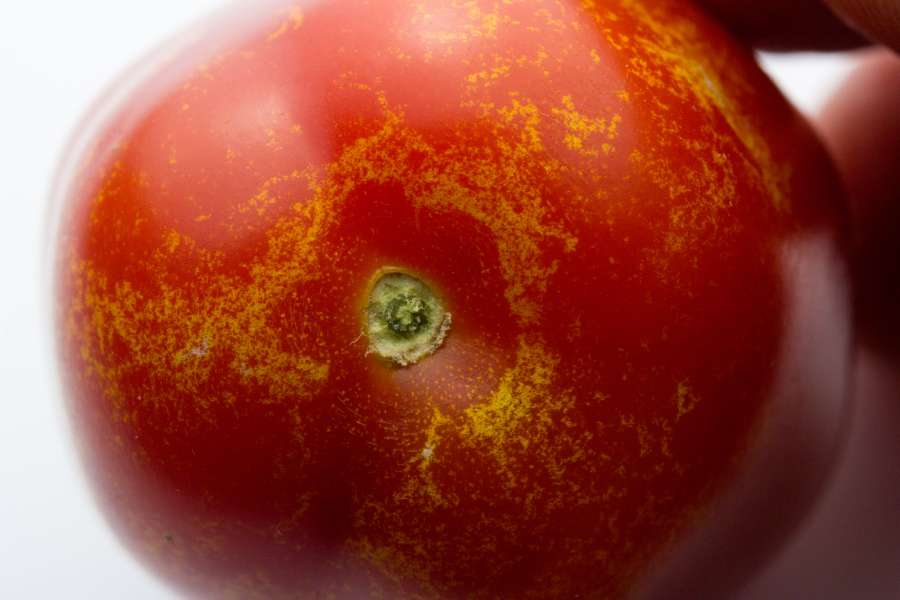 Trips schade aan een tomaat