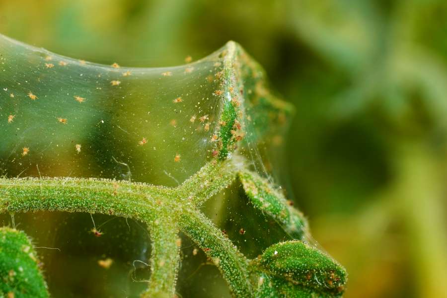 Web van spintmijten op tomatenplant