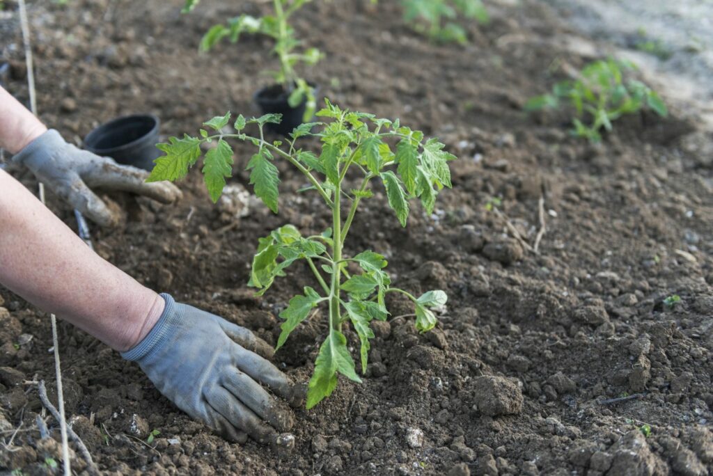 Tomatenplanten worden blootgesteld