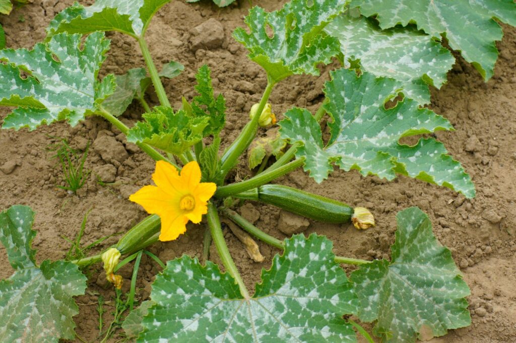 Grote courgetteplant