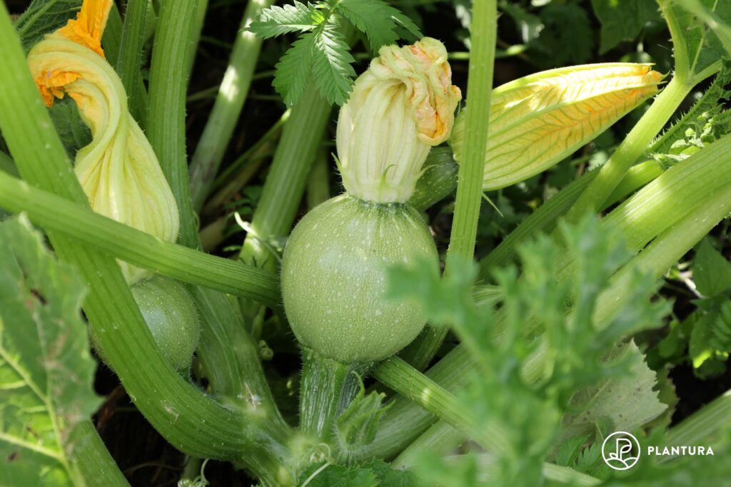ronde courgette