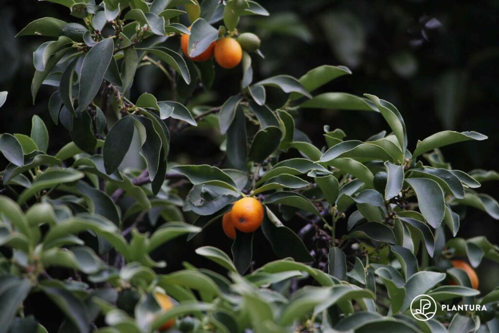 Kumquat vruchten aan de boom