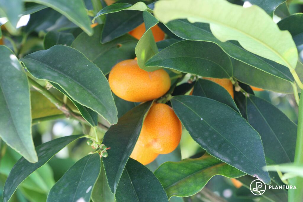 Kumquat vruchten