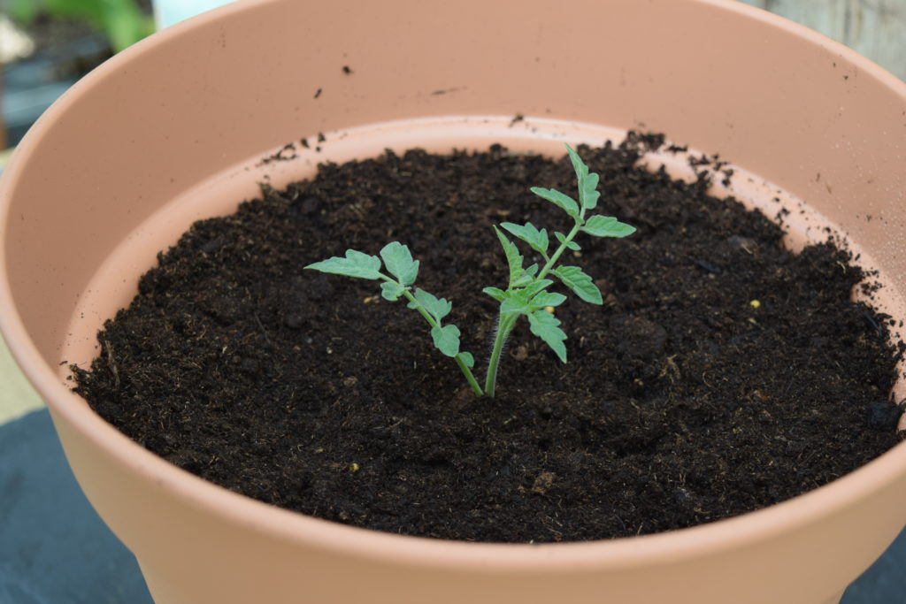Kleine tomatenplant in een pot