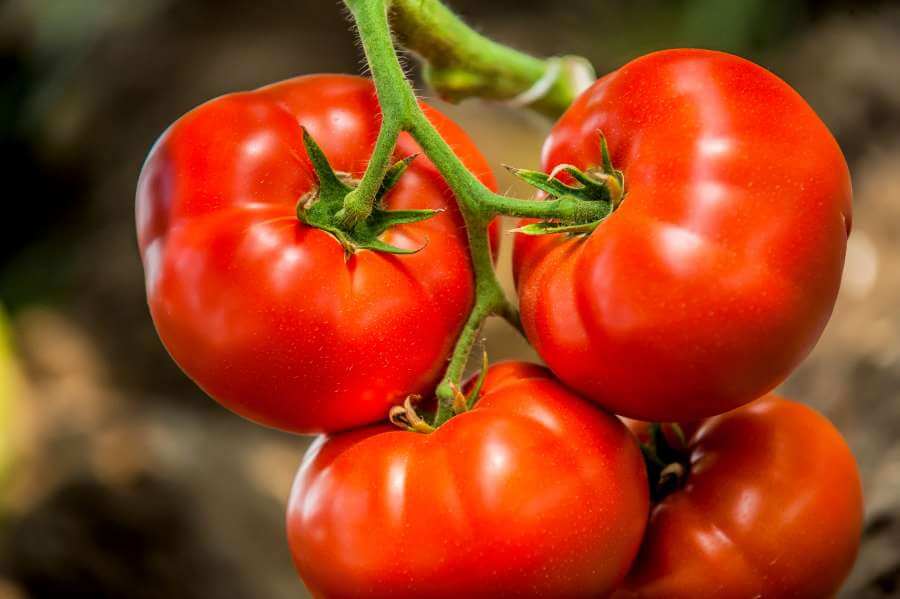 Tomatenras Red Russe