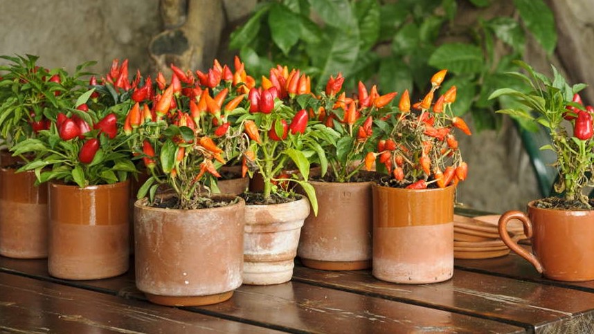 Chiliplanten in potten op tafel