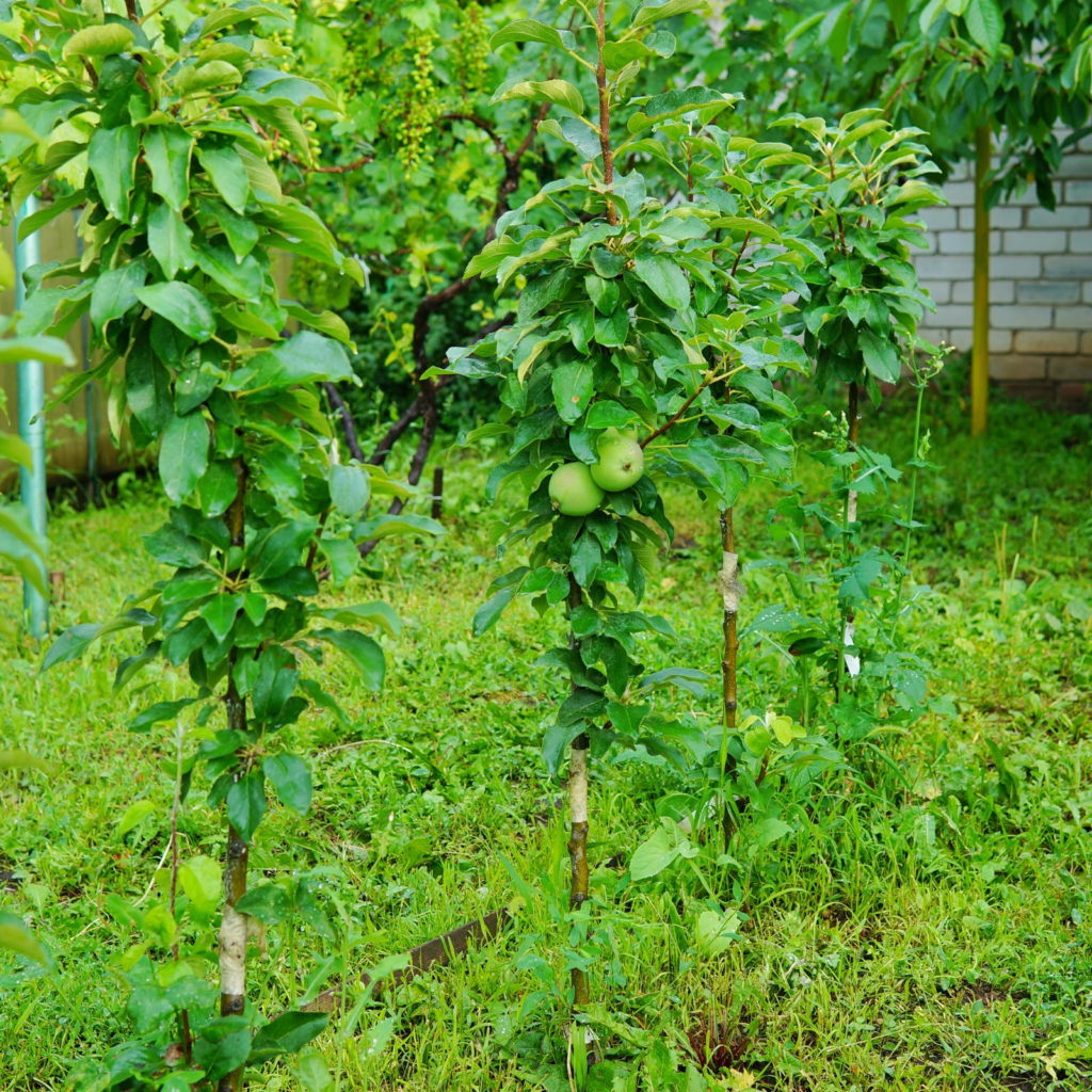 Zuilvormige appelbomen in de tuin