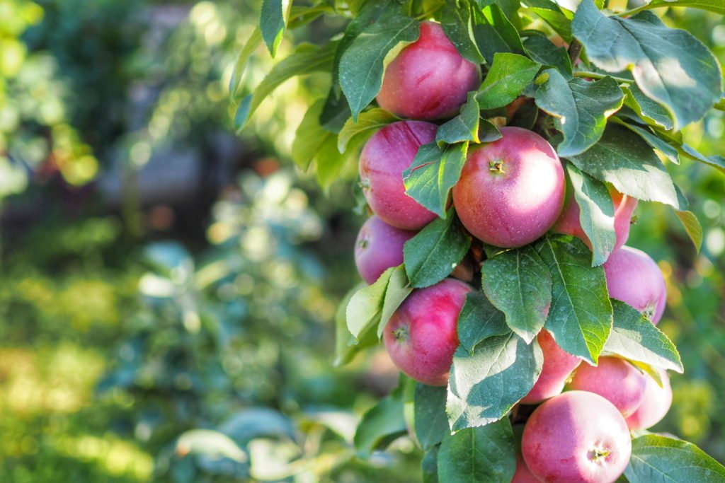Zuilvormige appelboom met appels