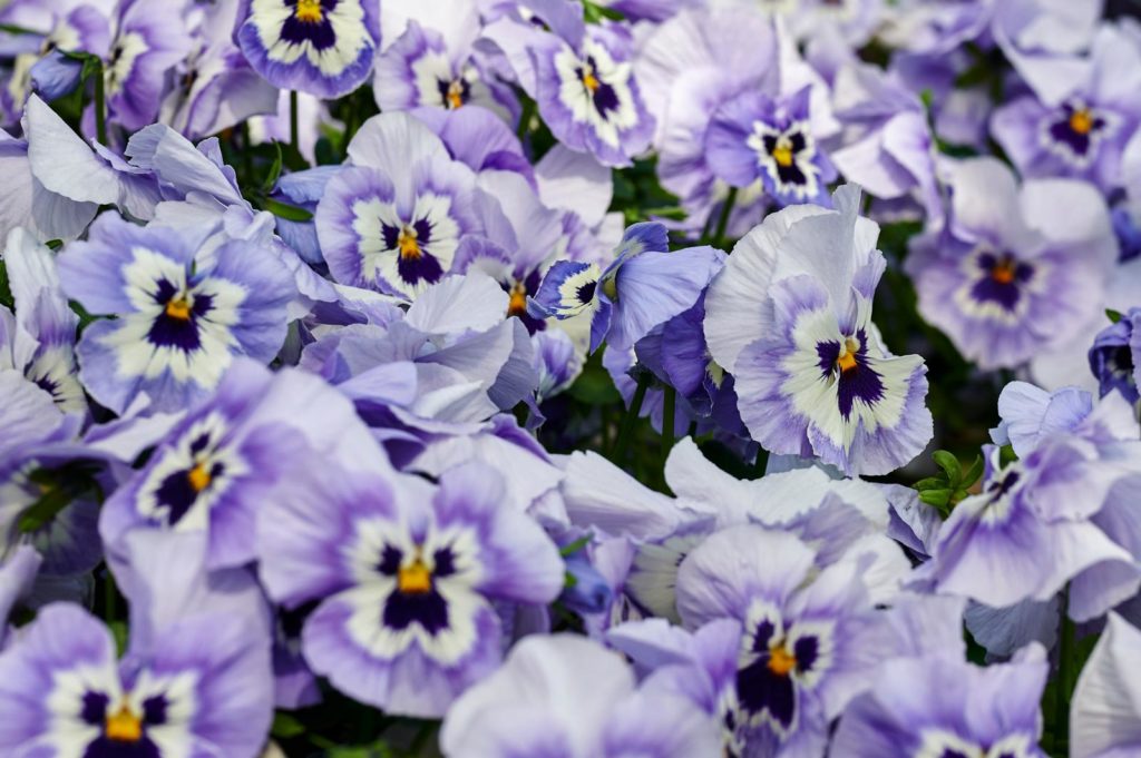 Violette, gemarmerde viooltjes