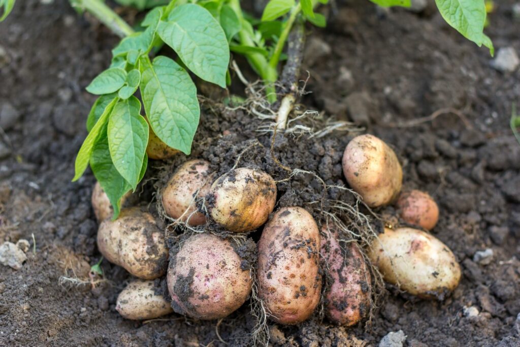 vegetatieve vermeerdering van aardappelen