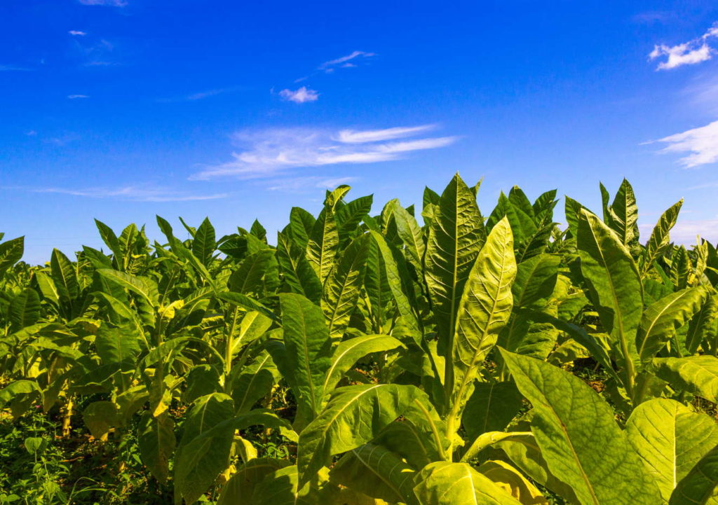 Tabaksplantage met blauwe hemel