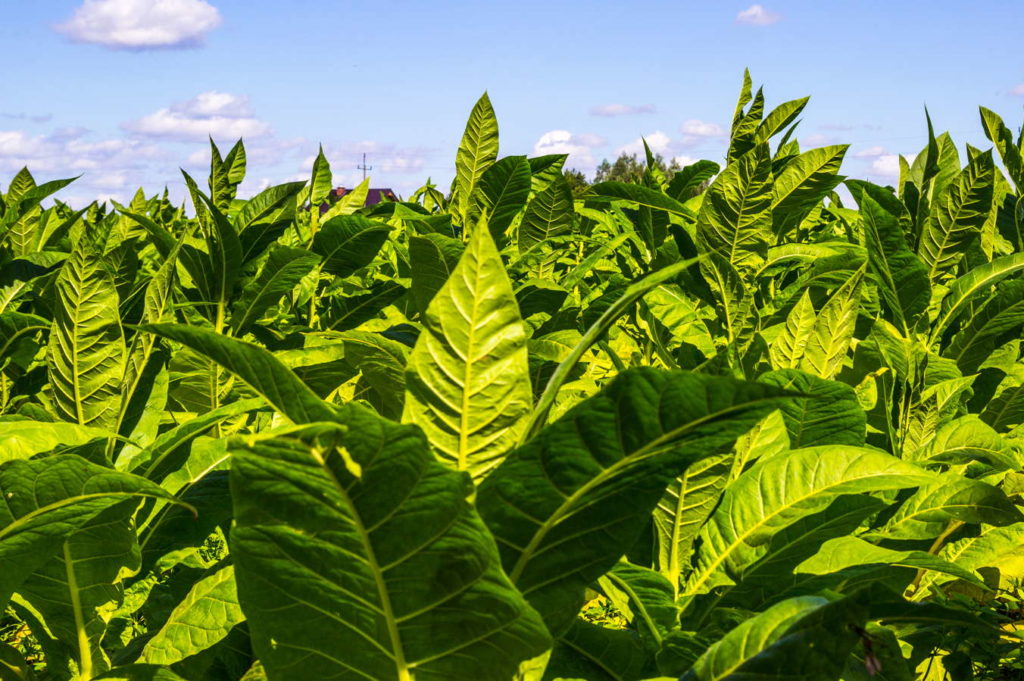 grote tabaksplant
