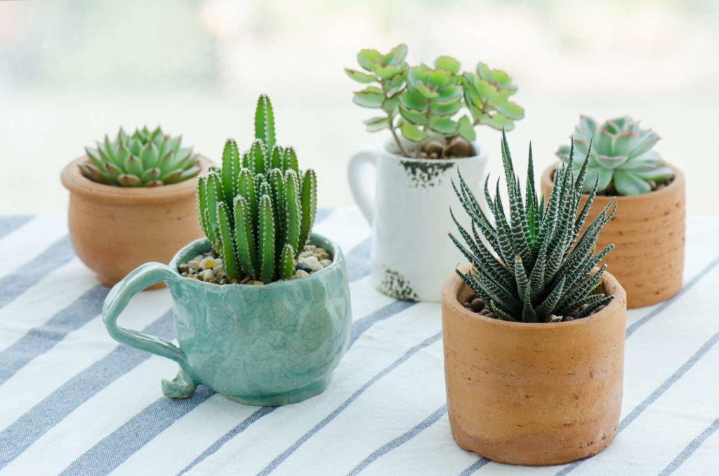 Cactussen in kleine potten
