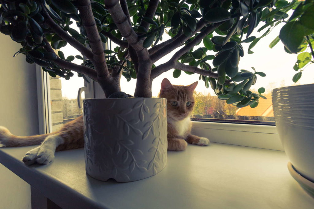 Kat zittend op de vensterbank onder een geldboom