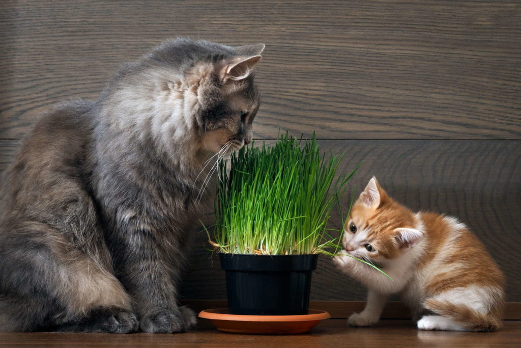 Een grote en een kleine kat eten kattengras
