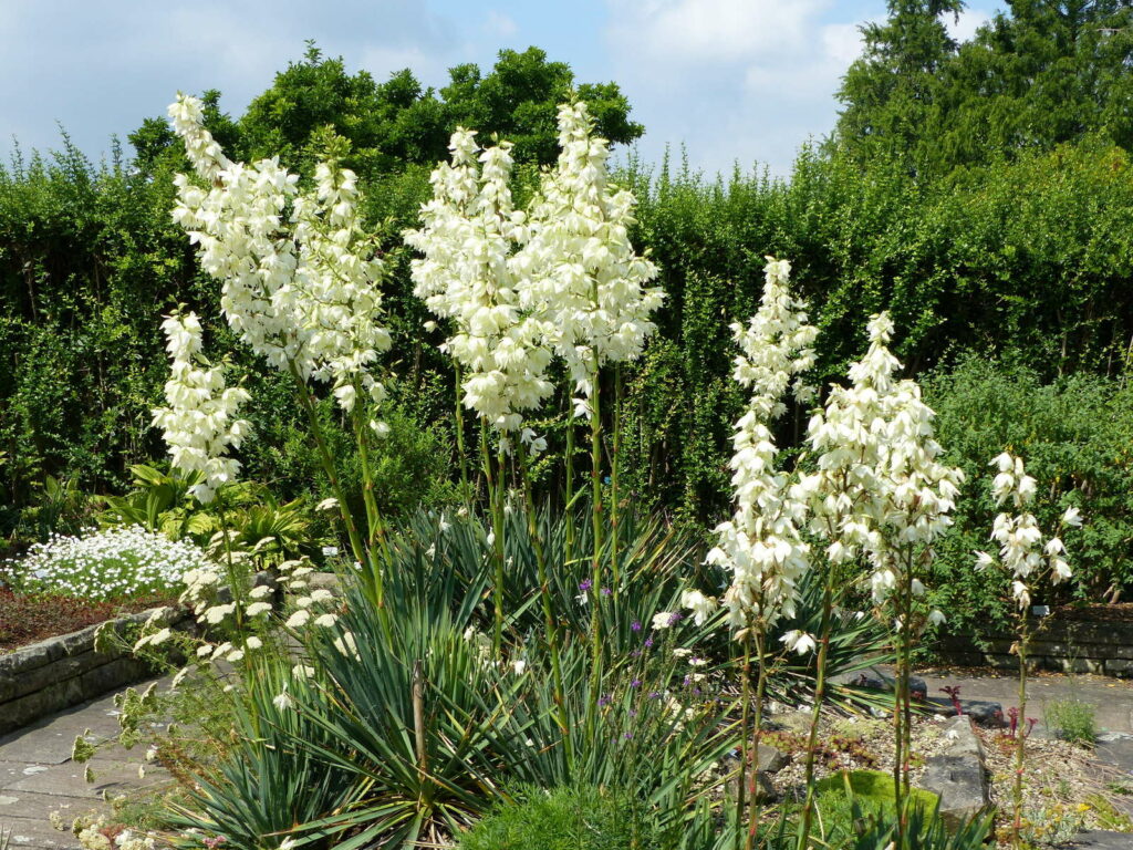 Yucca filamentosa palm witte bloemen
