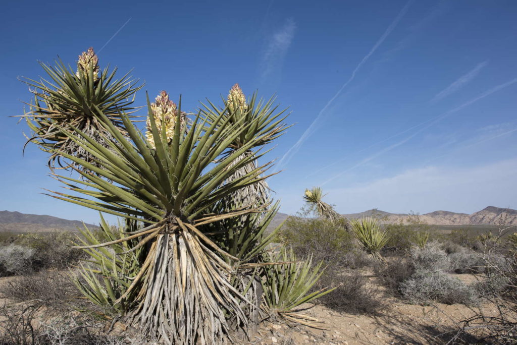 Mojave yucca Palm in Woestijn Nationaal Park