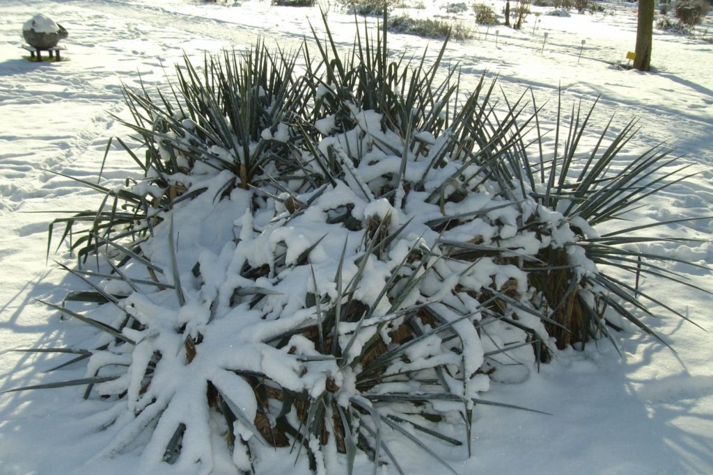 Yucca in de sneeuw