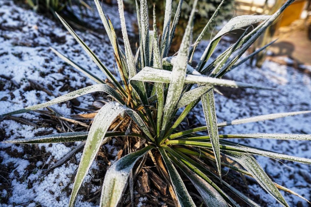 Yucca in de winter