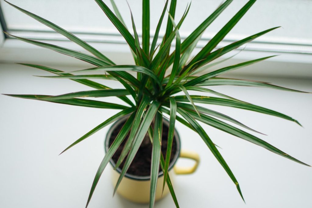 Kleine yucca palm in een pot