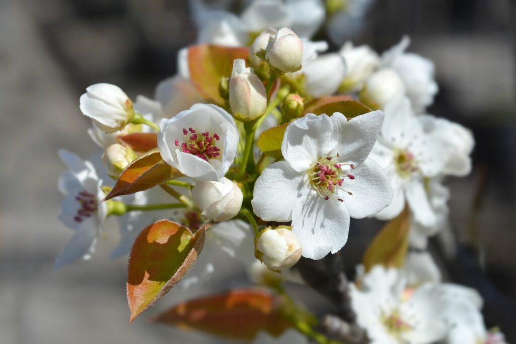 witte bloemen van de nashi peer