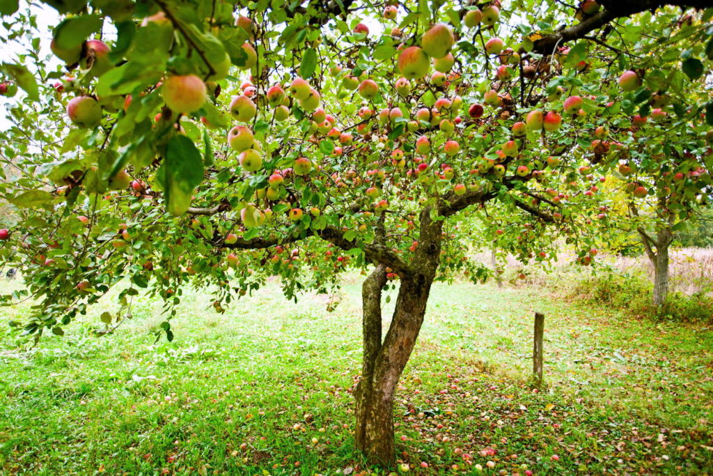 Fruitbomen Bemesten: Hoe, Wanneer En Met Wat? - Agri World