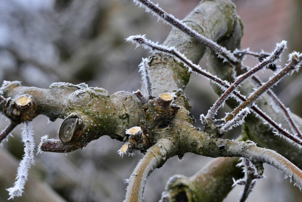 Fruitboom snoeien in de winter