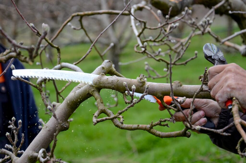 Fruitboom snoeien in het voorjaar