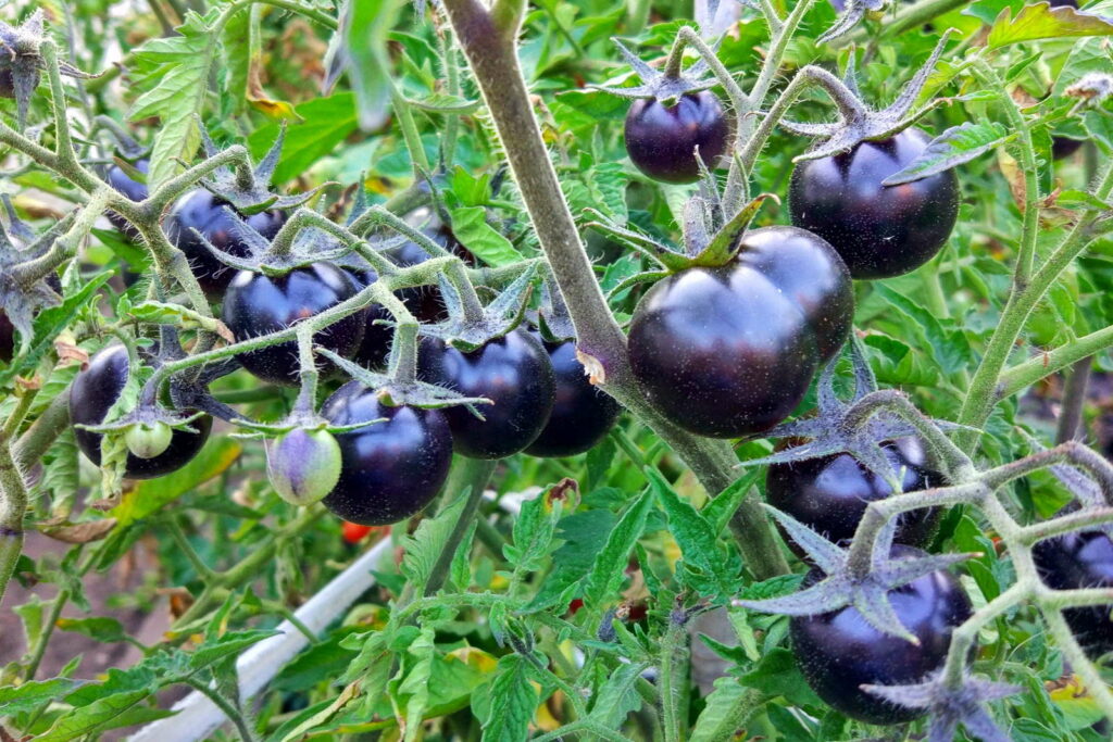 Zwarte tomaten die aan de boom hangen