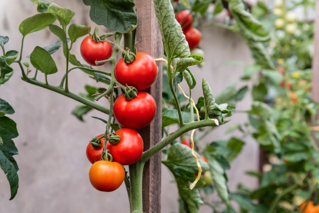 Tomaten groeien op een houten drager