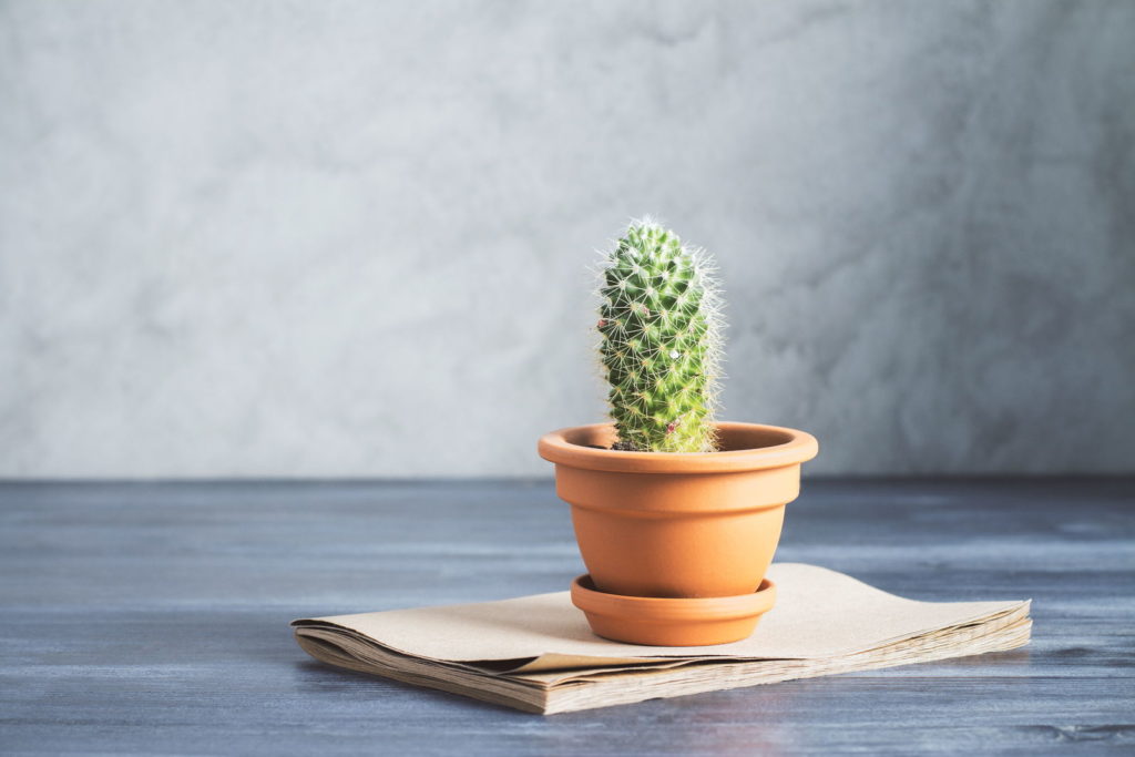 Cactus in een pot op krant