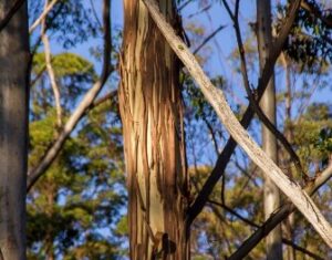 Eucalyptusboom